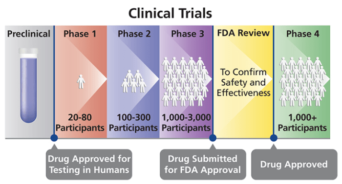Clinical trial vaccine phases phase trials drug science research testing diagram covid safety nda application drugs clincial each take place
